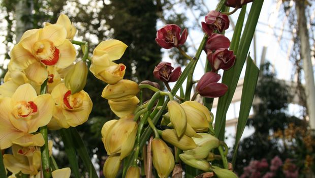 Cymbidium orchidaceae Lovely Moon 'Crescent' is part of the NYBG's latest orchid exhibit. 